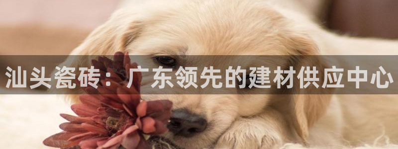 杏鑫有亏损返点吗