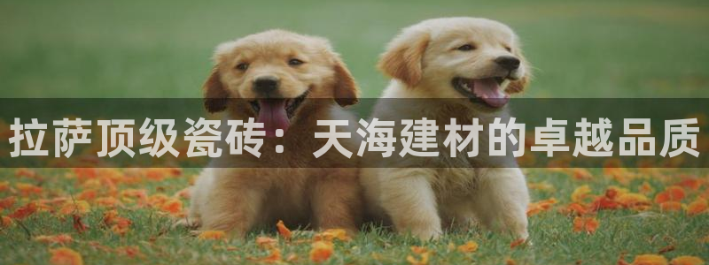 杏鑫代理注册平台